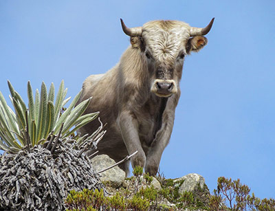 A Charolais bull